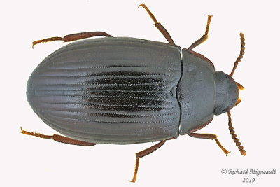 Darkling beetle - Platydema americanum 1 m19 