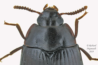 Darkling beetle - Platydema americanum 2 m19 