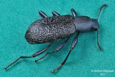 Darkling Beetle - Upis ceramboides 1 m19