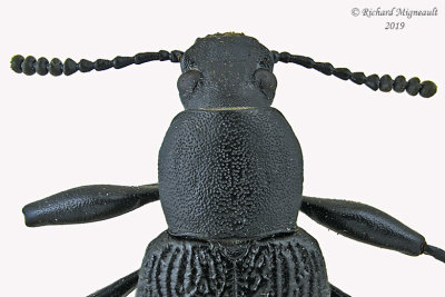 Darkling Beetle - Upis ceramboides 2 m19 