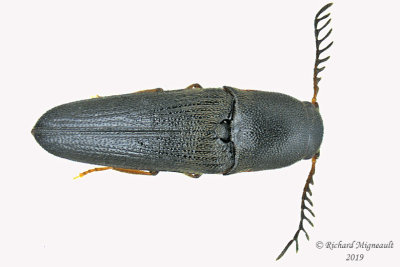 False Click Beetle - Deltometopus amoenicornis m19 