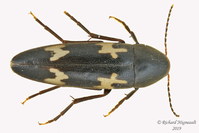False Darkling Beetle - Dircaea liturata m19 