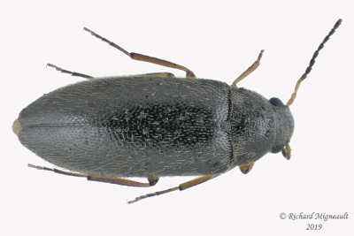 False Darkling beetle - Symphora rugosa 1 m19 