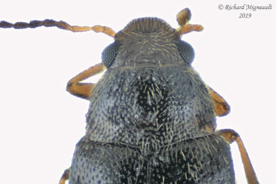 False Darkling beetle - Symphora rugosa 2 m19