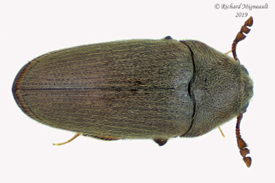 False Metallic Wood-boring Beetle - Trixagus carinicollis m19 