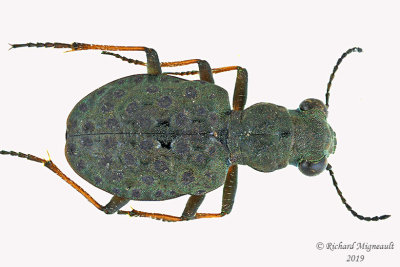 Ground beetle - Elaphrus a. americanus m19