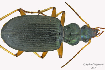 Ground beetle - Chlaenius cordicollis 1 m19 