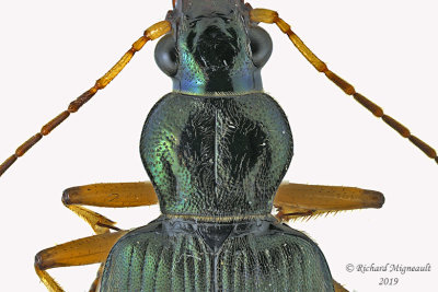 Ground beetle - Chlaenius cordicollis 2 m19 