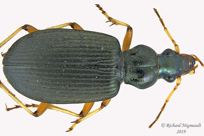 Ground beetle - Chlaenius cordicollis 1 m19 