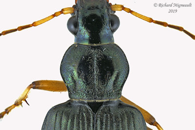 Ground beetle - Chlaenius cordicollis 2 m19 