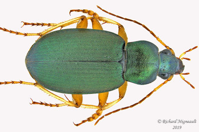 Ground beetle - Chlaenius sericeus m19 