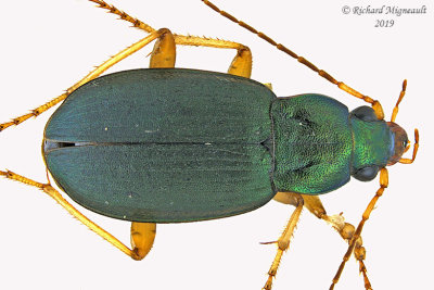 Ground beetle - Chlaenius sericeus 1 m19 