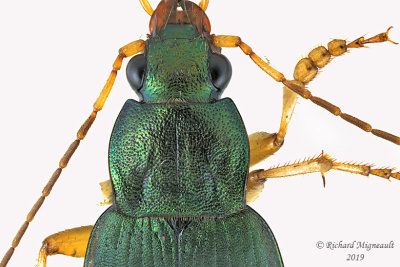 Ground beetle - Chlaenius sericeus  2 m19 