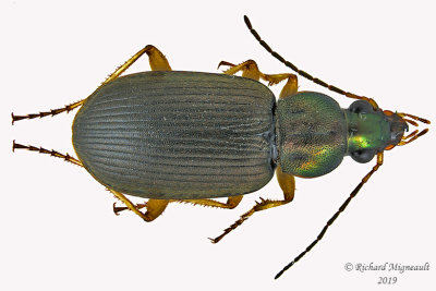 Ground Beetle - Chlaenius tricolor 1 m19