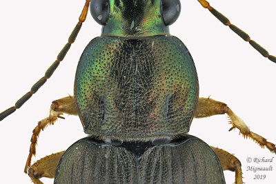 Ground Beetle - Chlaenius tricolor 2 m19 