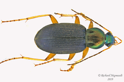 Ground Beetle - Chlaenius tricolor 1 m19 