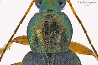 Ground Beetle - Chlaenius tricolor 2 m19 
