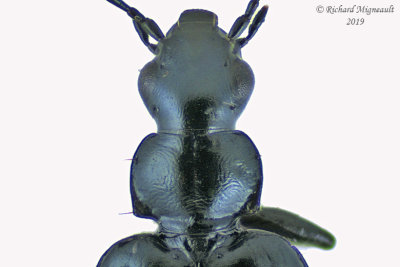Ground beetle - Lebia moesta m19 