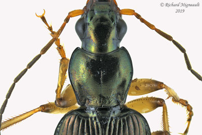 Ground beetle - Agonum extensicolle 2 m19 