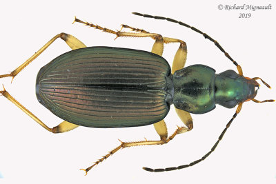 Ground beetle - Agonum extensicolle 1 m19 