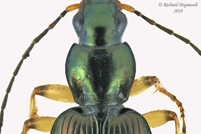 Ground beetle - Agonum extensicolle 2 m19 