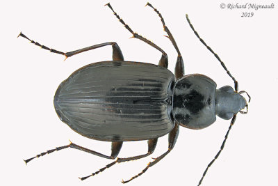 Ground beetle - Agonum melanarium group sp3 1 m19 