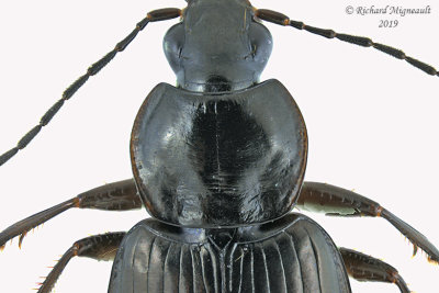 Ground beetle - Agonum melanarium group sp3 2 m19 