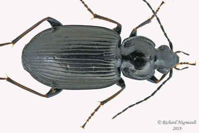 Ground beetle - Agonum melanarium group sp4 1 m19 