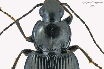 Ground beetle - Agonum melanarium group sp4 2 m19