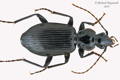 Ground beetle - Platynus decentis 1 m19 