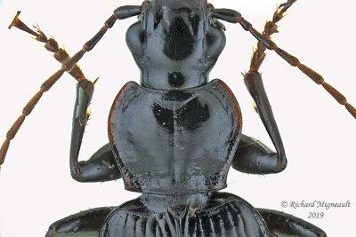 Ground beetle - Platynus decentis 2 m19 
