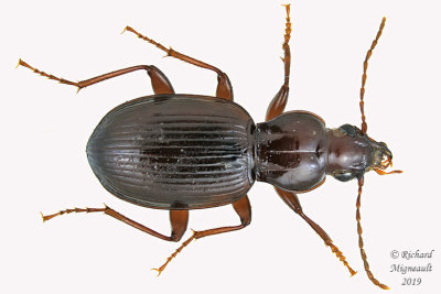 Woodland Ground Beetle - Gastrellarius honestus 1 m19