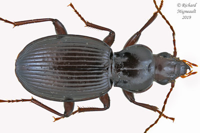 Woodland Ground Beetle - Gastrellarius honestus 1 m19 