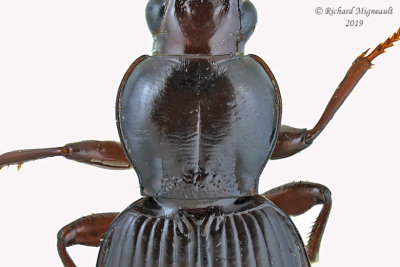 Woodland Ground Beetle - Gastrellarius honestus 2 m19 