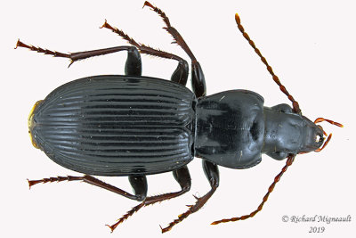 Woodland Ground Beetle - Pterostichus adoxus 1 m19 