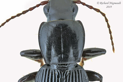 Woodland Ground Beetle - Pterostichus adoxus 2 m19 