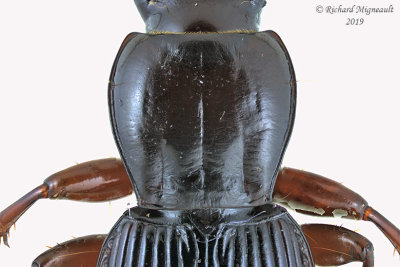 Woodland Ground Beetle - Pterostichus tristis 2 m19 