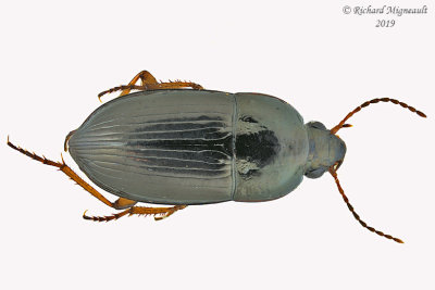 Ground beetle - Amara pallipes 1 m19 