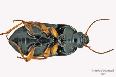 Ground beetle - Amara pallipes 2 m19