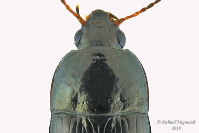 Ground beetle - Amara pallipes 3 m19 