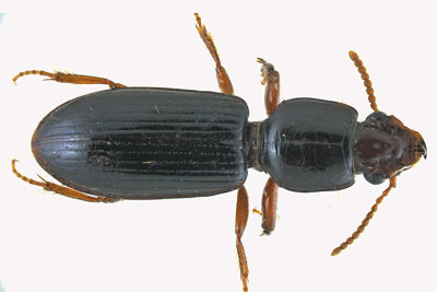 Ground Beetle - Subfamily Scaritinae