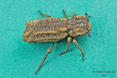 Ironclad Beetle - Phellopsis obcordata m19 