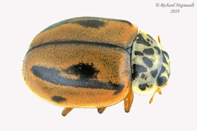 Lady Beetle - Mulsantina hudsonica - Hudsonian Lady Beetle m19 