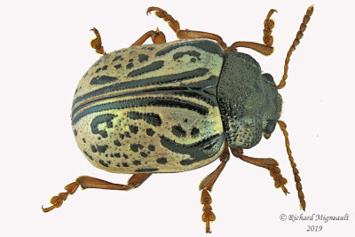 Leaf Beetle - Calligrapha philadelphica m19 