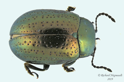 Leaf Beetle - Chrysolina hyperici 1 m19 