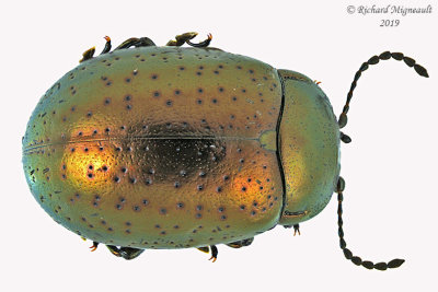 Leaf Beetle - Chrysolina hyperici 2 m19 