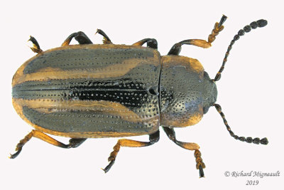 Leaf Beetle - Prasocuris vittata m19 