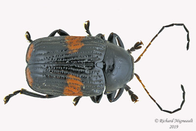 Leaf Beetle - Bassareus mammifer m19 