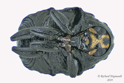 Leaf beetle - Warty Leaf Beetle - Exema sp3 2 m19 