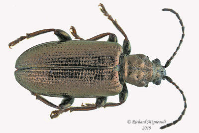 Aquatic Leaf Beetle - Plateumaris rufa sp3 1 m19 